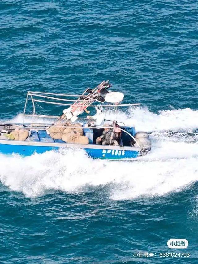 官方通报涠洲岛网红鲸鱼“刀疤哥”遭渔船撞击：船主发现时，已距离不足10米，来不及避让和制动，将对此事件进行深入调查