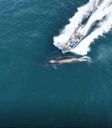 官方通报涠洲岛网红鲸鱼“刀疤哥”遭渔船撞击：船主发现时，已距离不足10米，来不及避让和制动，将对此事件进行深入调查